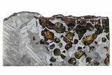 Seymchan Pallasite Meteorite Slice ( g) - Russia #305583-1